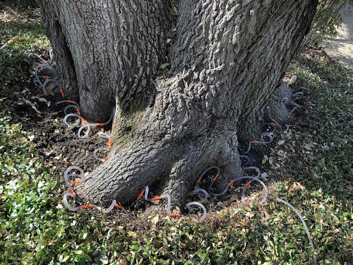 Detailed Tree Cabling and Bracing job site in Cassatt