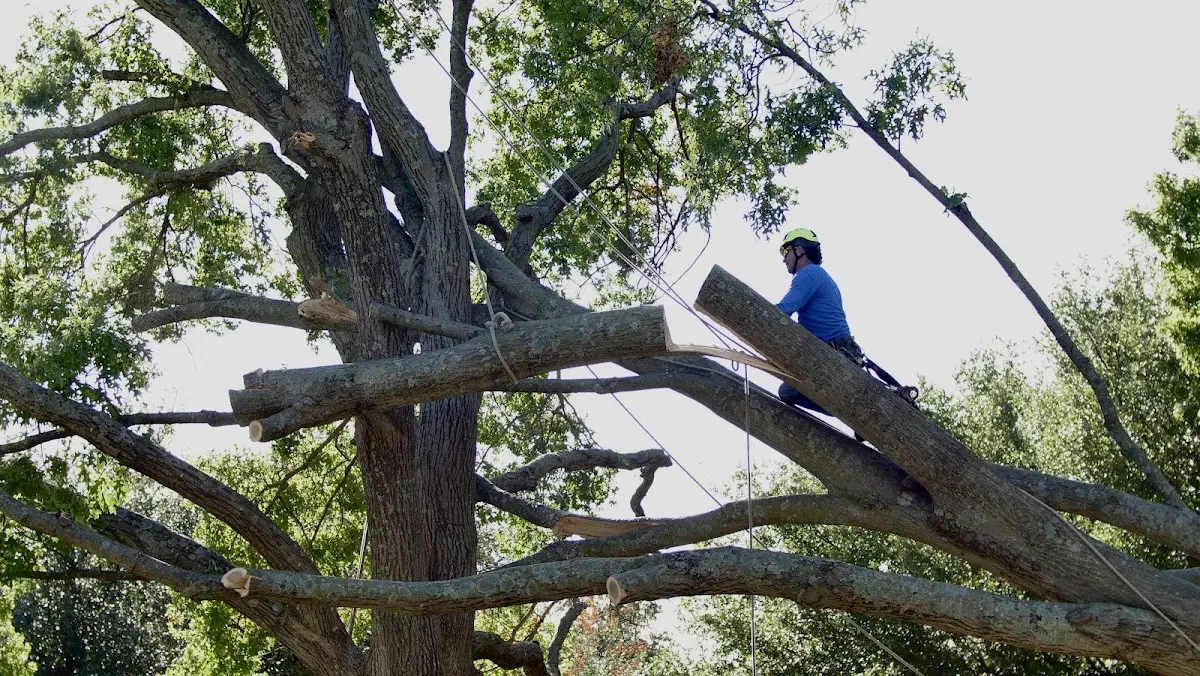 Professional Crown Thinning performed by certified arborists in Cassatt